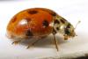 Adalia decempunctata